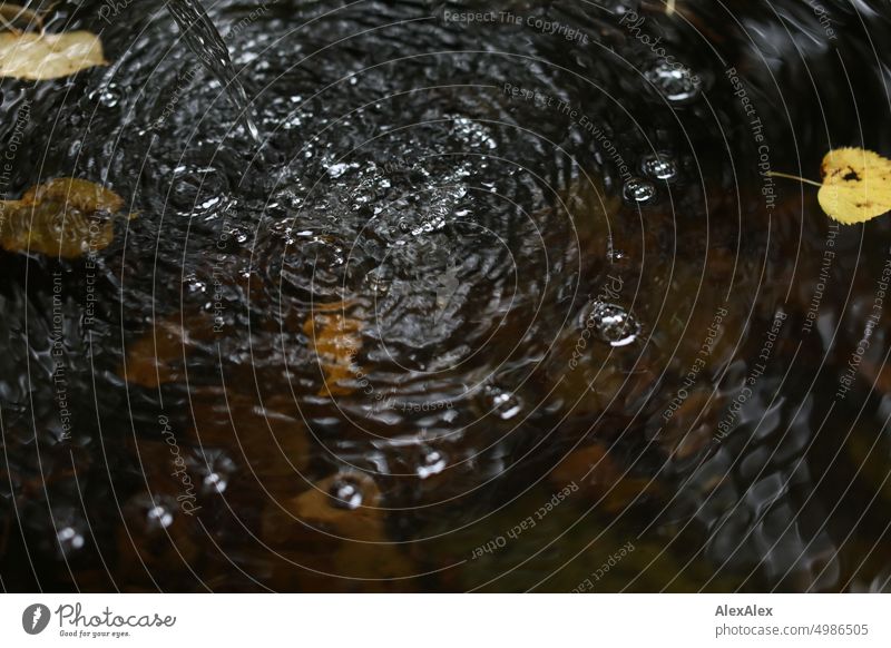 HH Tour Unbenannte Straße | Herbstlaub im Wasserkübel mit fließendem Wasser aus dem Wasserhahn Laub Spiegelung Reflexion Baum Natur Friedhof Detailaufnahme