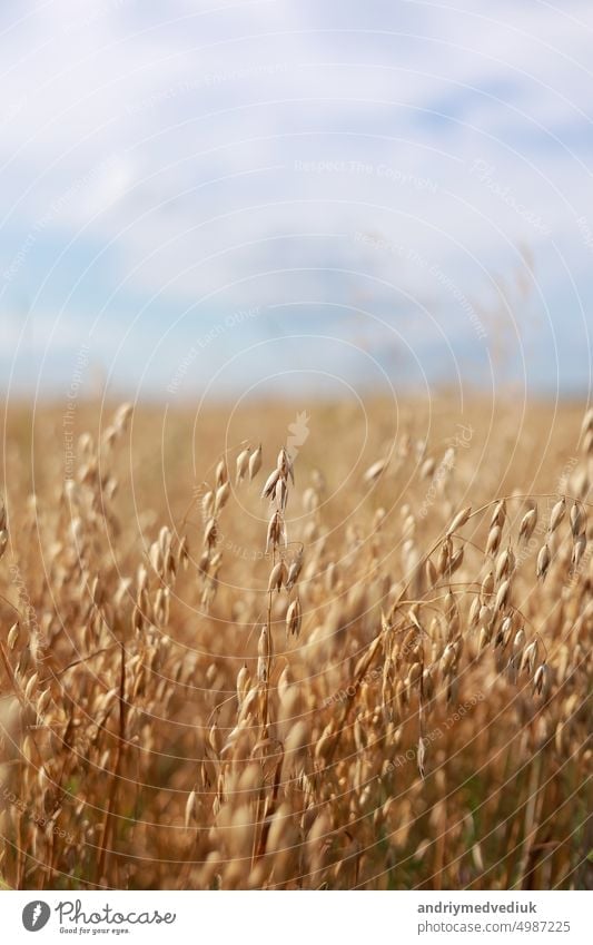 Nahaufnahme von reifen goldenen Ähren Roggen, Hafer oder Weizen schwankend im leichten Wind auf Himmel Hintergrund in Feld. Das Konzept der Landwirtschaft. Das Weizenfeld ist bereit für die Ernte. Die Welternährungskrise.