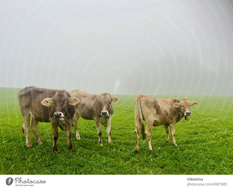 Kühe auf der Wiese im Nebel Herbst Oktober November Kuh Natur Gras Land Hügel Menschenleer Landschaft Milchkuh Feld grün Weide Bauernhof Herde Tier Umwelt Alpen