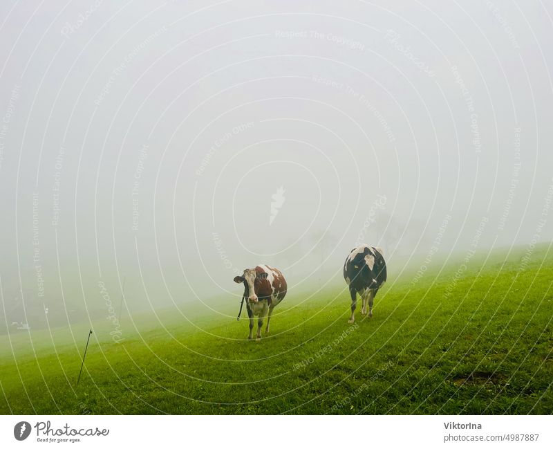 Zwei Kühe im Nebel Wiese Kuh Weide Tier Natur Gras Himmel grün Landwirtschaft Tierporträt Landleben Herbst Oktober November Rind natürlich Milchwirtschaft