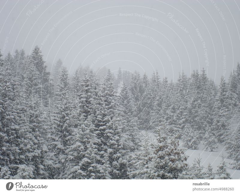 leicht neblige Winterlandschaft - Tannen im Schnee kalt Wald eingeschneit Nebel wolkig frieren eiskalt Kälte Winterzeit winterlich verschneit Landschaft Hügel