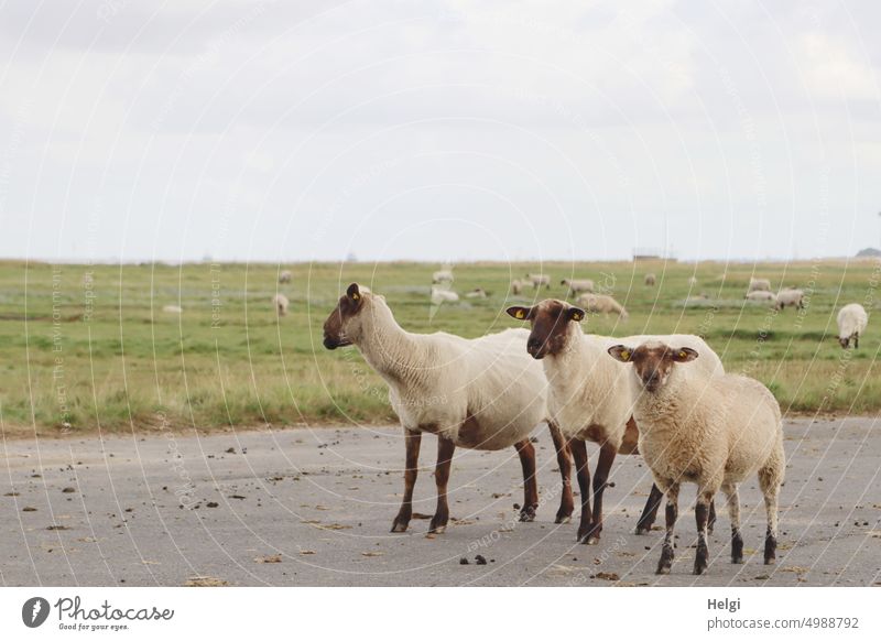 drei Schafe  stehen in den Elbwiesen mitten auf dem Radweg Tier Säugetier Nutztier Schafweide Elbradweg Spätsommer Wiese Weide Himmel Wolken schauen
