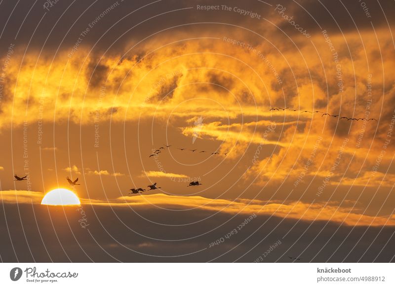 kraniche im herbst Sonnenuntergang Himmel Licht Abend Kraniche Vogelzug Zugvögel Zugvogel Herbst frei fliegen Wolken