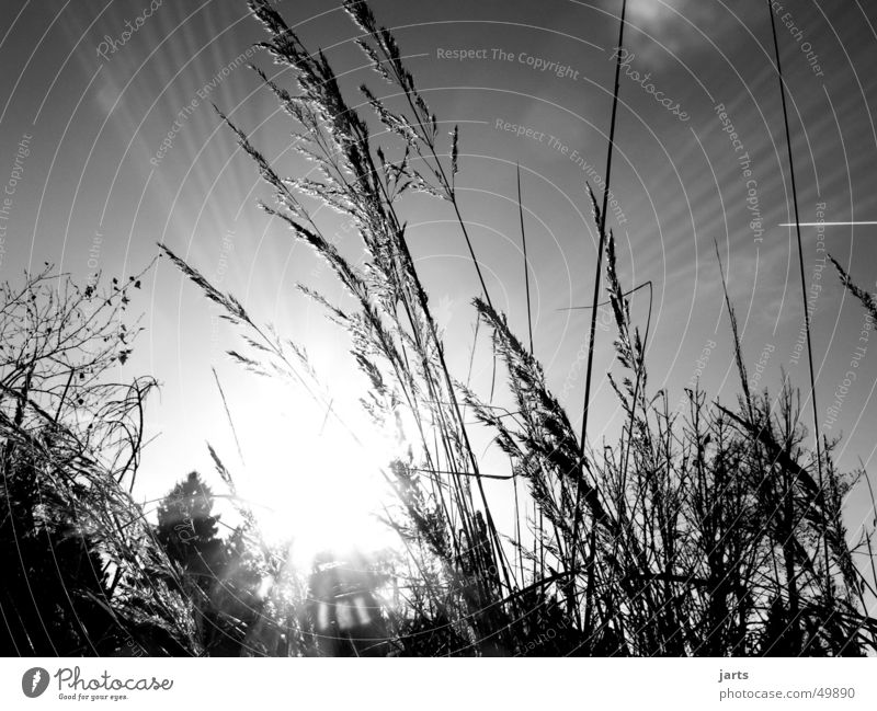 Erleuchtung Licht Gras Sommer Sonnenstrahlen Erkenntnis hell Frieden Himmelskörper & Weltall Beleuchtung Schwarzweißfoto jarts Lichtstrahl