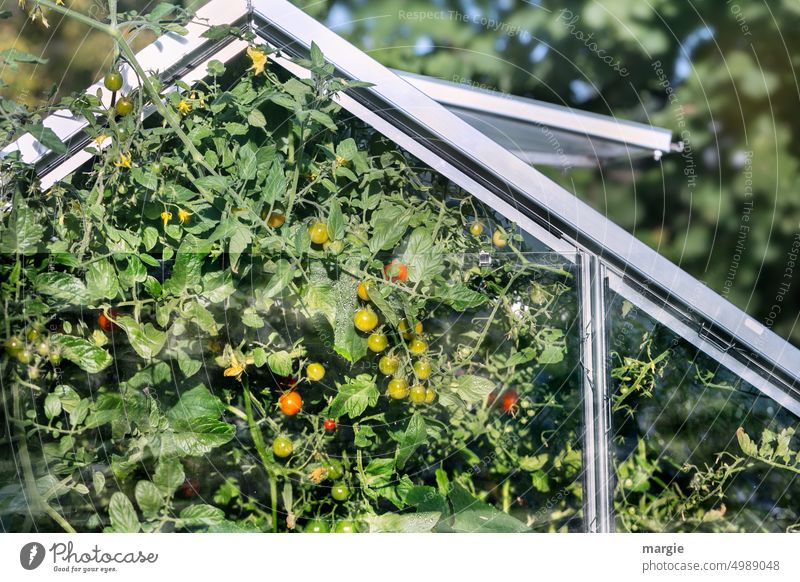 Aus einem Gewächshaus wachsen vorwitzige Tomatensträucher heraus Pflanze grün Wachstum Gartenarbeit Lebensmittel frisch Natur Ernte Gesundheit Gemüse Ernten