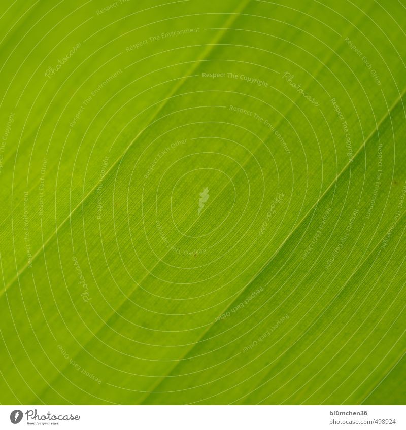 GRÜN Pflanze Blatt Nutzpflanze Banane Bananenblatt Bananenstaude Wachstum exotisch frisch natürlich grün Strukturen & Formen Linie Detailaufnahme Streifen