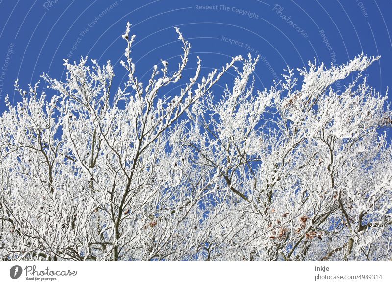 Äste im Winter Winterstimmung Kälte Baum Rauhreif Schneebedeckt Blau Weiß Menschenleer Frost Wintertag schneebedeckt winterlich Winterlandschaft Wetter