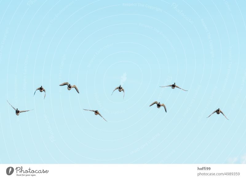 eine Gruppe Enten im Anflug auf die Kamera Entenvögel Formation bewegen fliegen Blauer Himmel Vogel blau Tier anflug Wildtier Freiheit Vogelschwarm Schwarm frei