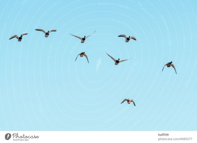 eine Gruppe Enten im Anflug auf die Kamera Entenvögel Formation bewegen fliegen Blauer Himmel Vogel blau Tier anflug Wildtier Freiheit Vogelschwarm Schwarm frei