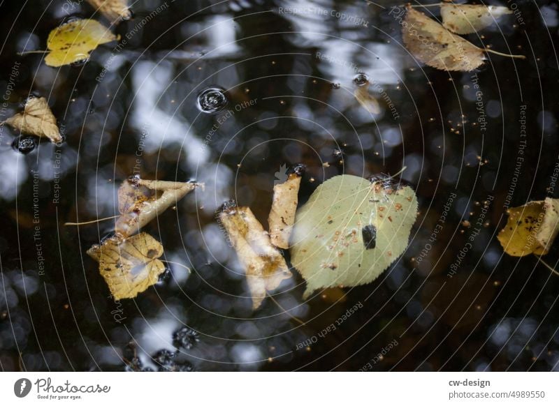 Blätter Herbst Natur Wasser Spiegelung