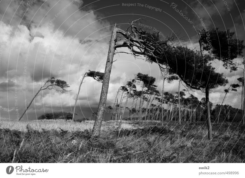 Zugzwang Ausflug Freiheit Umwelt Natur Landschaft Pflanze Himmel Wolken Horizont Klima Wetter Schönes Wetter Wind Sturm Baum Gras Sträucher Wildpflanze