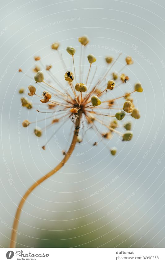 Makrofoto einer verblühten Pflanze Natur natürlich Makroaufnahme grün Detail Wachstum Detailaufnahme Schwache Tiefenschärfe Umwelt Wald Wildpflanze Nahaufnahme