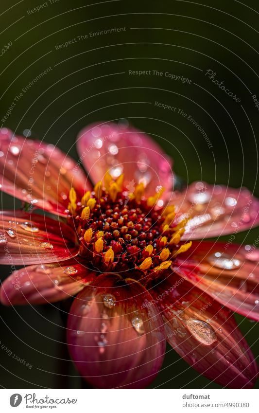 Makrophoto einer roten Blüte mit Tautropfen Blume Makroaufnahme Nahaufnahme Wassertropfen Natur Tropfen Detailaufnahme Pflanze Außenaufnahme