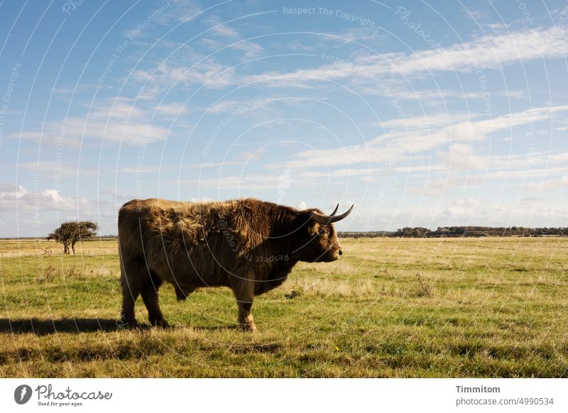 Stier in Dänemark Hörner schauen ruhig mächtig Schatten Baum Außenaufnahme Farbfoto Natur Horizont Wiese Weide