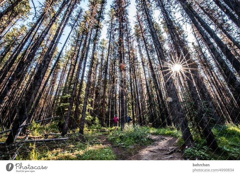 sonnenschein Alberta Himmel Nordamerika Landschaft Kanada Natur Ferne Wald Fernweh Rocky Mountains Ferien & Urlaub & Reisen Jasper National Park Sonnenstern