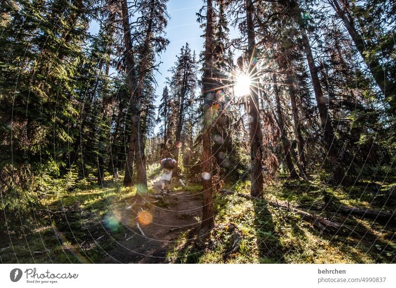 sonnenschein Alberta Himmel Nordamerika Landschaft Kanada Natur Ferne Wald Fernweh Rocky Mountains Ferien & Urlaub & Reisen Jasper National Park Sonnenstern