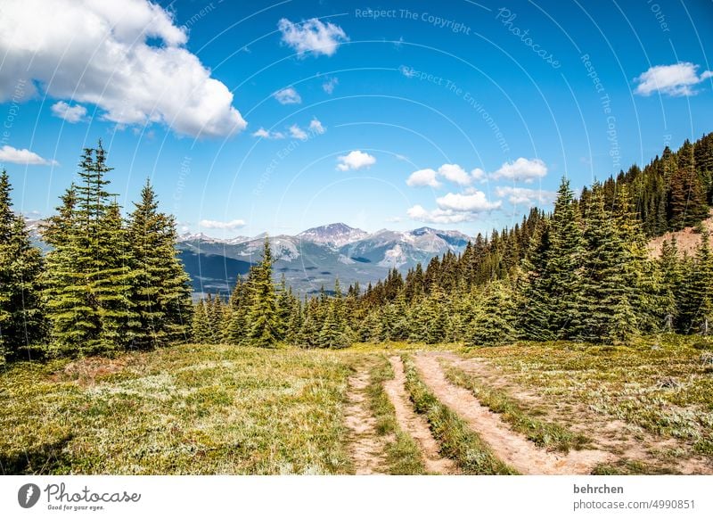 immer wieder kanada Bäume Jasper National Park Rocky Mountains Fernweh Wald Ferne Natur Kanada Landschaft Nordamerika