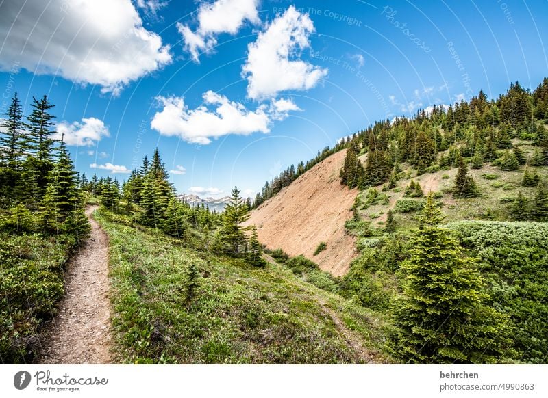 es war einmal in kanada Jasper National Park Wolken wandern Kanada Abenteuer Berge u. Gebirge Wald Bäume Landschaft Nordamerika Rocky Mountains Fernweh Ferne