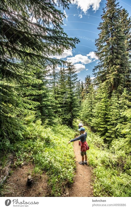 immer wieder kanada Bäume Jasper National Park Rocky Mountains Fernweh Wald Ferne Natur Kanada Landschaft Nordamerika