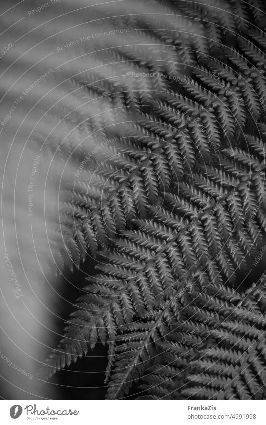 Komposition Farnblätter in schwarzweiß Natur Blatt Schwarzweißfoto Bewegung Form abstrakt Pflanze natürlich ästhetisch Botanik Garten Botanischer Garten
