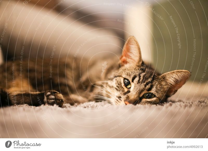Kleine Katze liegt auf dem Teppich Katzenjunges Haustier Hauskatze Tier Farbfoto Menschenleer Innenaufnahme Tierporträt niedlich Katzenkopf kuschlig Tiergesicht