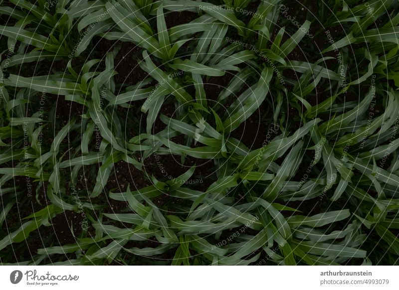 Junges Maisfeld von oben im Sommer Maispflanzen Maisanbau Maisblatt natur Naturliebe natürlich Tageslicht natürliches Licht Pflanzen Nutzpflanze Ernährung