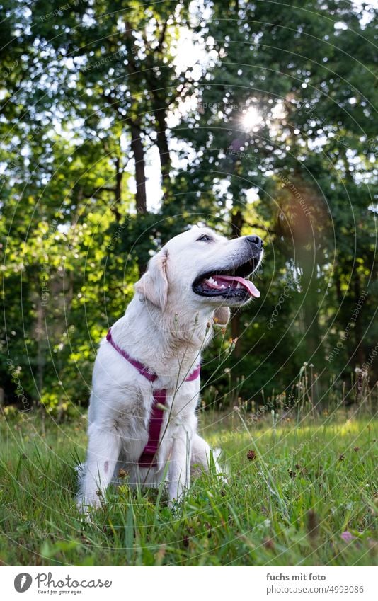 Junger Labrador im Grünen. weißer Hund labrador weiss grün Natur Tier Haustier Säugetier Gras Wiese schwarz Frühling Sommer Außenaufnahme Feld braun Freude