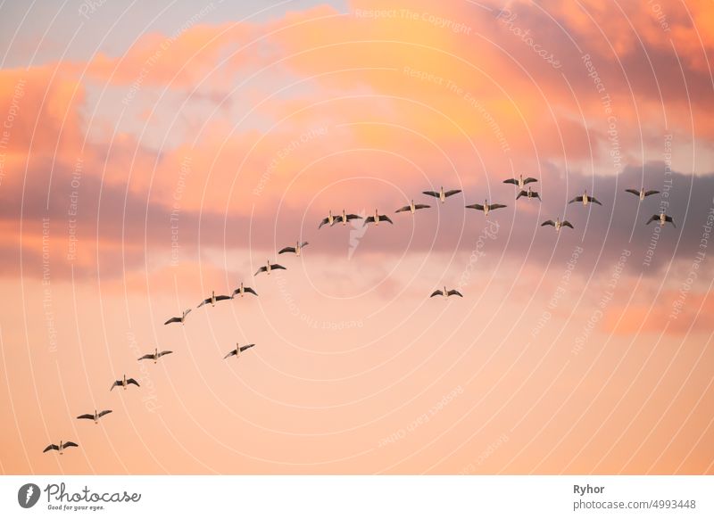 Flock of Ducks Flying in Sunny Sunset Herbst Frühling Himmel während ihrer Migration. Geänderter Sonnenaufgang Himmel schön Vogel hell Textfreiraum Ente Europa