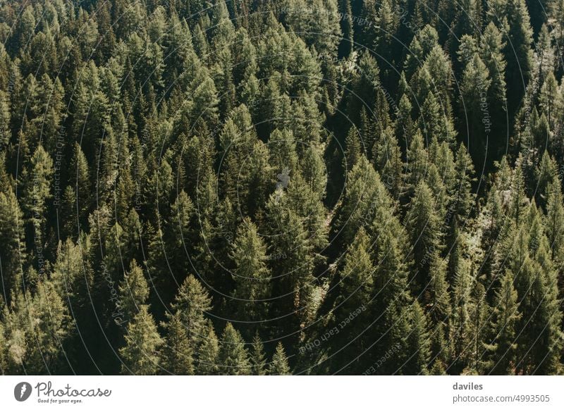 Alpen Tannenbaum Wald Textur Hintergrund. oben schön Umwelt Immergrün Forstwirtschaft Gesundheit Landschaft Licht Holz üppig (Wuchs) natürlich Natur im Freien