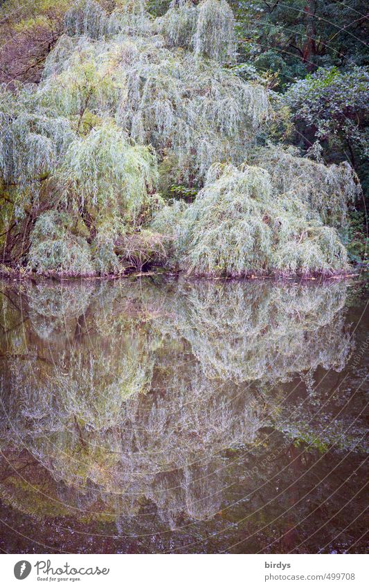 wenn die trauernde Weide das Wasser küsst Natur Pflanze Herbst Baum Trauerweide Wald Seeufer Teich berühren ästhetisch Romantik ruhig Idylle kühle Farben