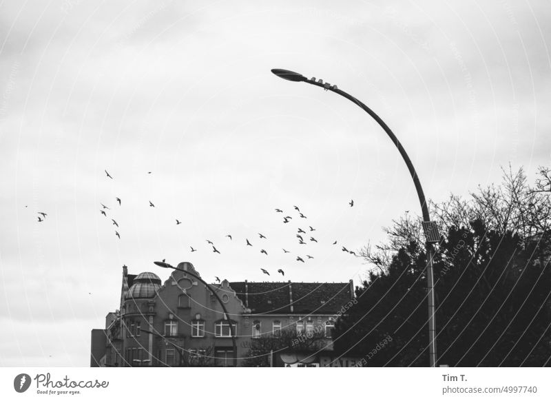 Taubenflug in Neukölln bnw Laterne s/w Schwarzweißfoto Tag Außenaufnahme Menschenleer Berlin Hauptstadt Stadt Stadtzentrum Architektur Bauwerk Gebäude Altstadt