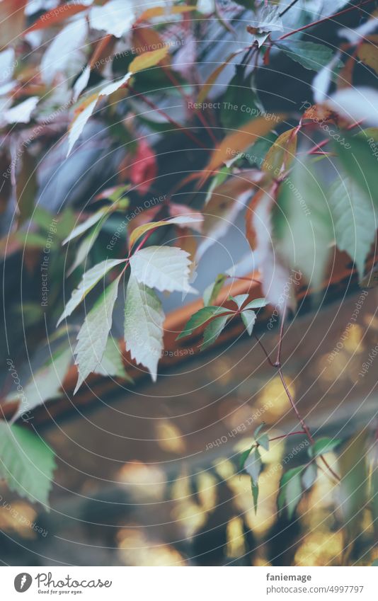 es wird Herbst Herbstferien herbst laub Weinranke wein Blatt Herbstlaub Außenaufnahme Blätter Laub Herbstfärbung Herbststimmung Laubwerk Baum Herbstbeginn