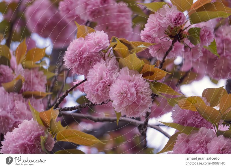 schöne rosa Baumblüten im Frühling Blume rosa Blume Blütenblätter rosa Blütenblatt Pflanze Garten geblümt Flora Natur natürlich Blütezeit dekorativ