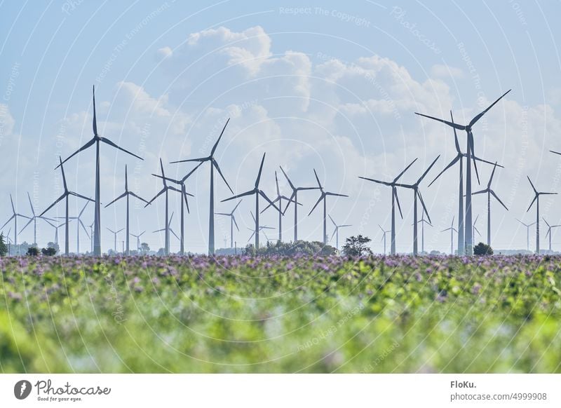 Windpark in Dithmarschern in Schleswig-Holstein Erneuerbare Energie Windkraftanlage Norddeutschland Küste Dithmarschen Umwelt Strom Stromerzeugung Feld grün