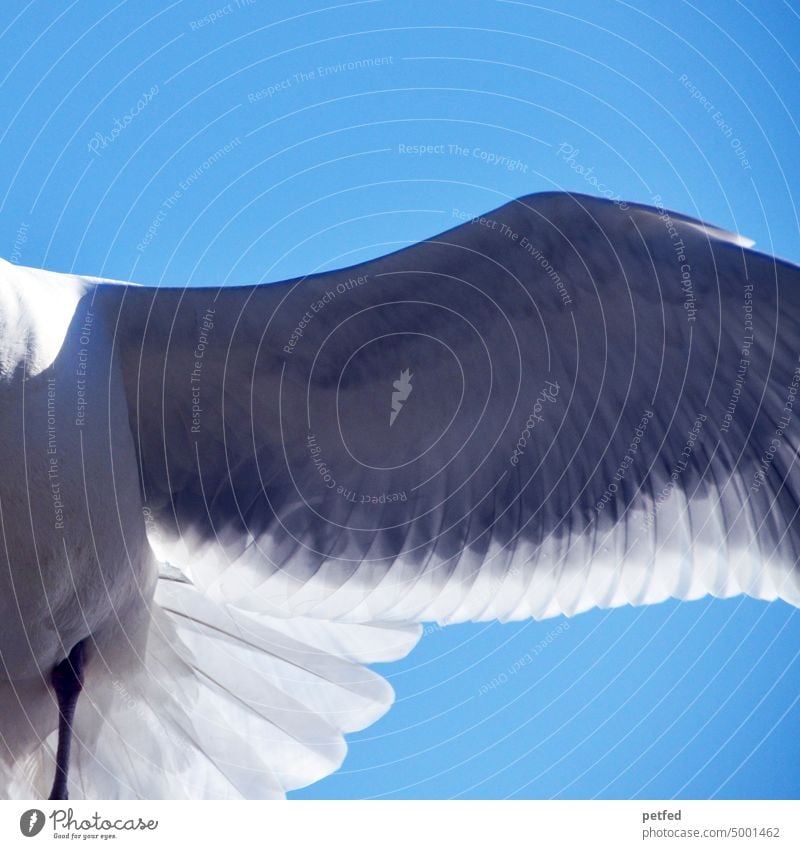 Taube Vogel Flügel Himmel Friedenstaube fliegen weiß Tier Freiheit Feder blau frei