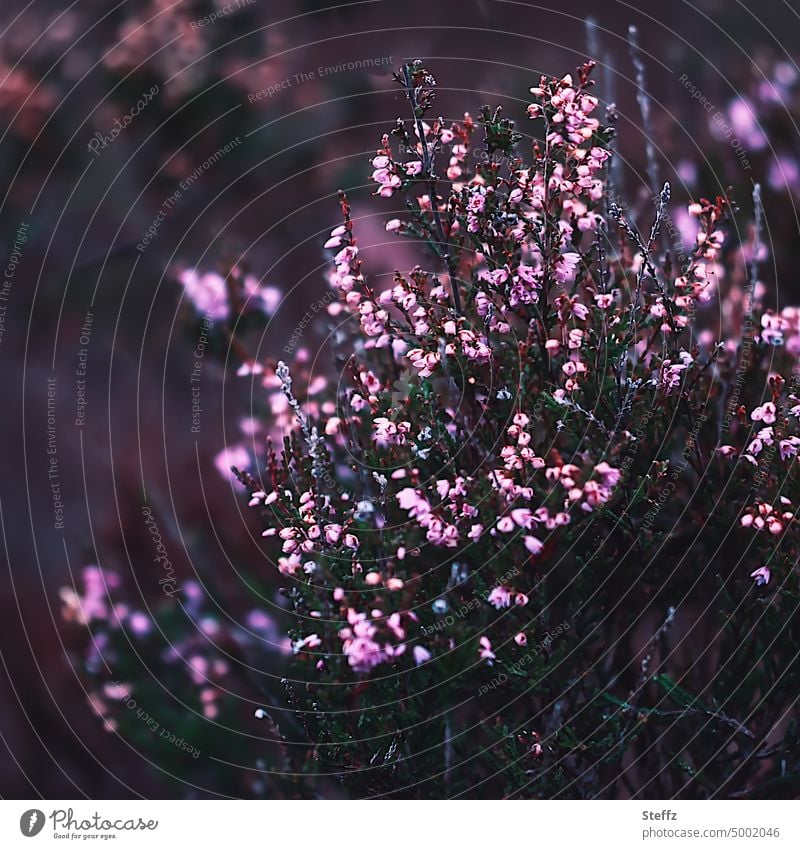 ein Heidestrauch blüht Heideblüte blühende Heide Wildpflanze malerisch poetisch geheimnisvoll romantisch heimische Wildpflanze rosa lilarosa dunkel