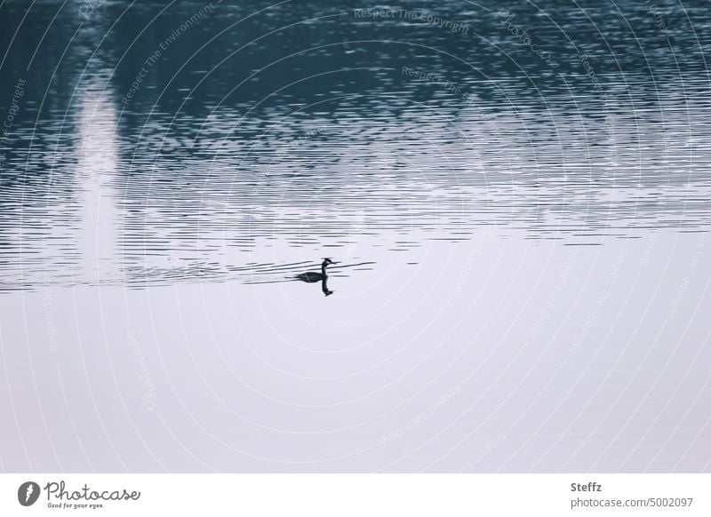 ein Haubentaucher im See Wasservogel Einsamkeit Silhouette einsam allein Stille still Ruhe ruhig beruhigend beruhigendes Wasser friedlich Naturstille