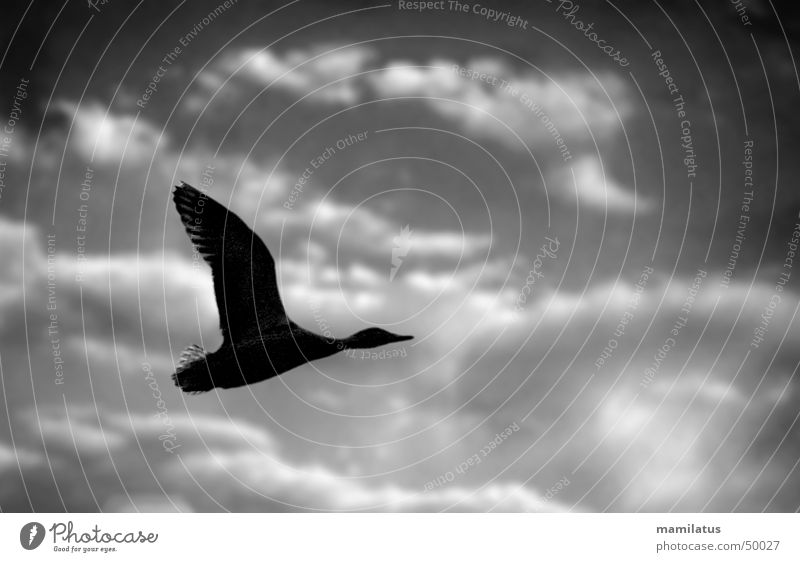 Gewitterente Vogel Wolken dunkel Unwetter Ente fliegen Himmel Schatten Wetter
