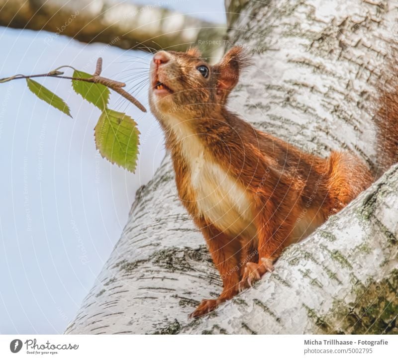 Schnüffelndes Eichhörnchen im Baum Sciurus vulgaris Tiergesicht Kopf Auge Nase Ohr Maul Krallen Fell Pfote Nagetiere Wildtier Natur schnüffeln riechen