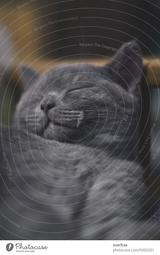 zufrieden schlummerndes katerchen Kater Katerchen schlafend Schlaf sanftmütig Katze Hauskatze Haustier Tierporträt Fell niedlich Tiergesicht schnurrhaare
