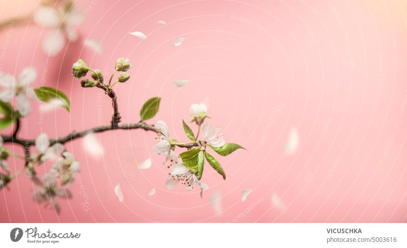 Frühling Natur Hintergrund mit zarten Kirschblütenzweig und fallende Blütenblätter auf rosa Hintergrund Naturhintergrund filigran Ast geblümt Blütezeit weiß