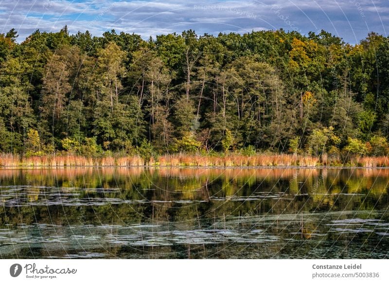 Landschaft mit Bäumen, die sich in einem See spiegeln. Wasser ruhig Reflexion & Spiegelung Wasseroberfläche Seeufer grün sonnig Erholung Idylle friedlich Natur
