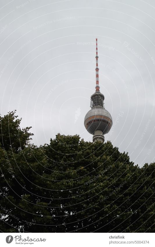 Berlin Fernsehturm hinter Baumkrone Wahrzeichen Osten Westen DDR Denkmal Alexanderplatz Deutschland Sehenswürdigkeit Architektur Hauptstadt Berliner Fernsehturm