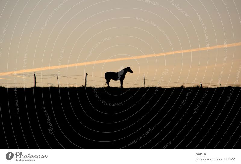 einsames pferd Reiten Reitsport Weide Landschaft Wolkenloser Himmel Sonnenaufgang Sonnenuntergang Feld Tier Haustier Nutztier Pferd 1 stehen warten braun gelb