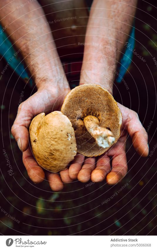 Nahaufnahme einer Hand, die einige Pilze im Wald hält Herbst Steinpilze Lebensmittel Natur natürlich weiß Saison braun saisonbedingt organisch Hintergrund roh