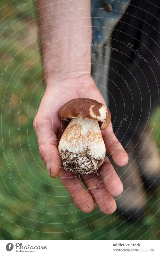 Nahaufnahme einer Hand, die einige Pilze im Wald hält Herbst Steinpilze Lebensmittel Natur natürlich weiß Saison braun saisonbedingt organisch Hintergrund roh