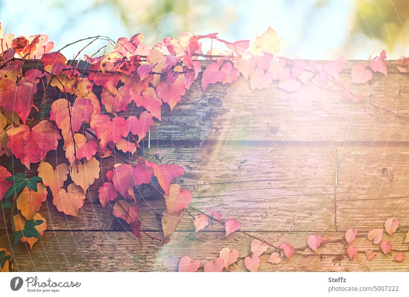 rote Weinblätter im sonnigen Herbst Sonnenlicht Sonnenstrahl Dekoration Oktober goldener Oktober Holzwand Herbstlaub Holzstruktur Holzfarbe Holzbretter