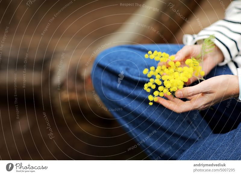 Close-up Hand des jungen Mädchens oder Frau hält gelbe Brunch von Mimosenblüten im Freien. 8 März Frauentag Konzept. kopieren Raum Frühling Beteiligung geblümt