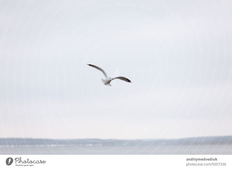 Vogel Flying SEAGULL Isolated Sky Symbol der Freiheit Konzept. weiße Möwe in den Himmel vereinzelt fliegen Air MEER Flug Feder Flügel hoch Hintergrund Tierwelt