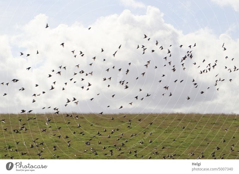 viele Stare fliegen am Deich vor wolkigem Himmel Vögel Wolken Vogelschwarm Schwarm Natur Freiheit Vogelflug frei Außenaufnahme Zugvogel Wildtier Bewegung Tier